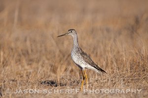 Greater Yellowlegs