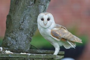 Barn owl on a bird table