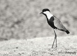 Spur Winged Lapwing