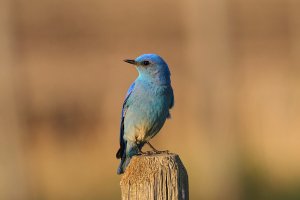 Mountain Bluebird