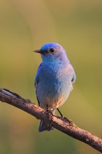 Mountain Bluebird