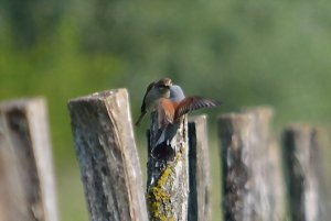 Love is in the air . Red-backed shrike couple