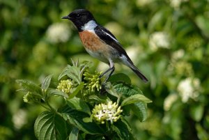 European stonechat