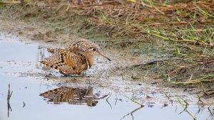 Male Greater Painted Snipe