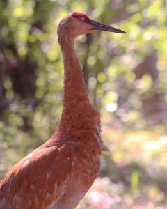 Sandhill Crane Portrait