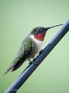 Hummer in the Rain