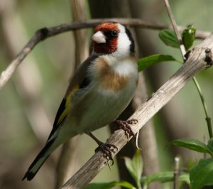 Goldfinch again