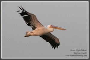Great White Pelican at dusk