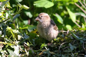 House sparrow-fledgling