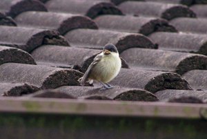 Coal Tit Fledgeling