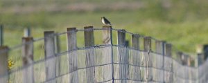 Its a Pipit