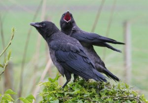 Young Crows