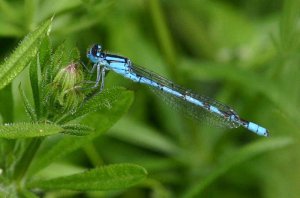 Azure Damselfly