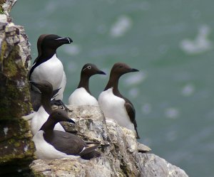 A variety of Auks