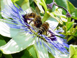 Bees on passion flower