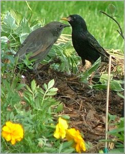 Adult starling with fledge