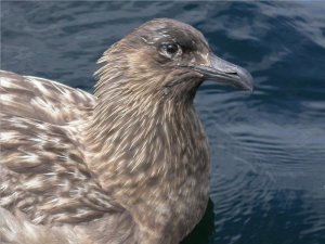 Great Skua