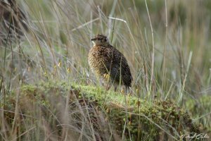 Red grouse Juvenile