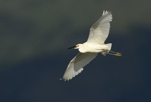 Little Egret in flight