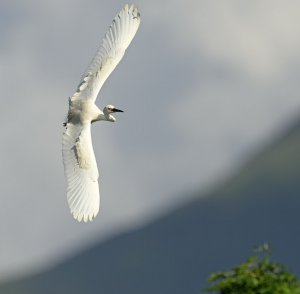 Little Egret in flight