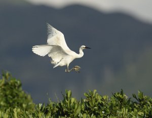 little Egret in flight