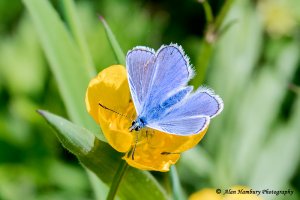 Common Blue