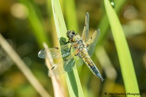 Four Spotted Chaser