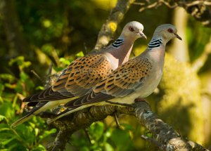 Turtle Doves