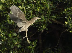 Black-crowned Night Heron juvenile landing