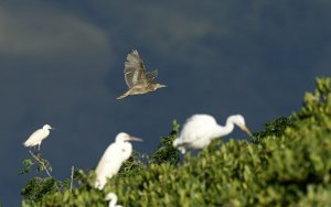 black-crowned Night Heron juvenile flying