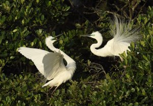 Great Egret (breed) coming into nest