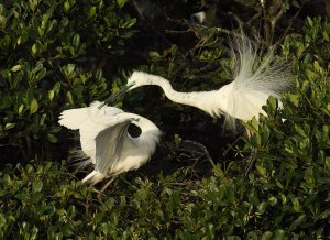 great Egret (breed) coming into nest