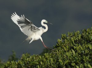 great Egret (breed) coming into nest