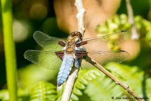 Broad Bodied Chaser