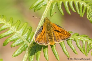 Large Skipper