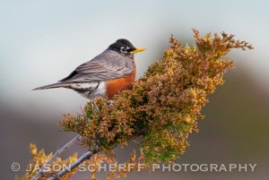 American robin (m)