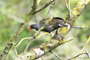 Moorhen