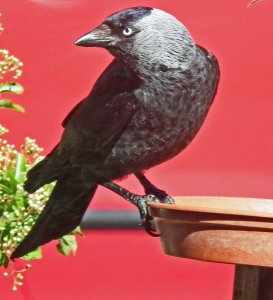 Jackdaw in red
