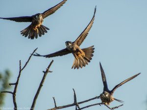 Three falcons