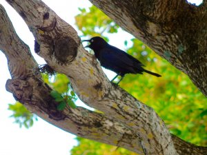 Common Grackle