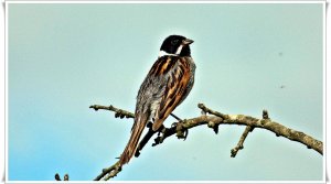 reed bunting(M)