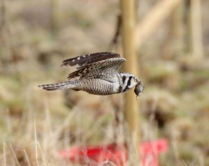 hawk owl