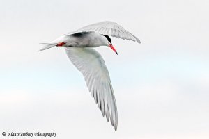 Common Tern