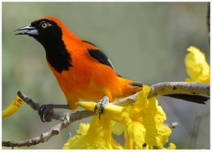 Orange backed Troupial