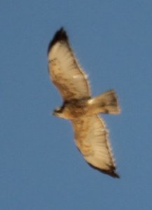 Immature Variable hawk (likely)