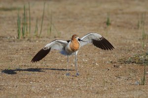 American Avocet