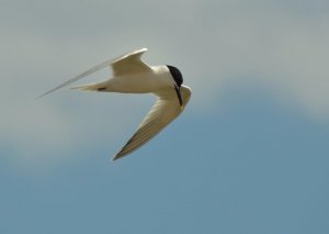 Sandwich Tern