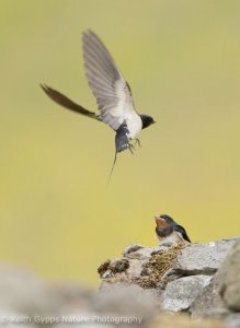 Feeding Swallows