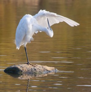 Little_Egret_filtered1