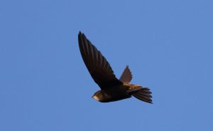 Early Morning Swift